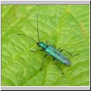 Oedemera nobilis - Scheinbockkaefer w05.jpg